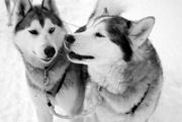 sejour laponie finlandaise chiens traineau huskies
