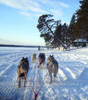 sejour laponie finlandaise huskies chiens traineau