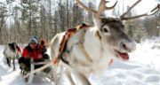 traineau de rennes laponie finlande decembre 2023 janvier 2024