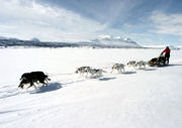 voyage laponie finlandaise chiens traineau huskies