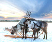 voyage laponie finlandaise rennes traineau rennes
